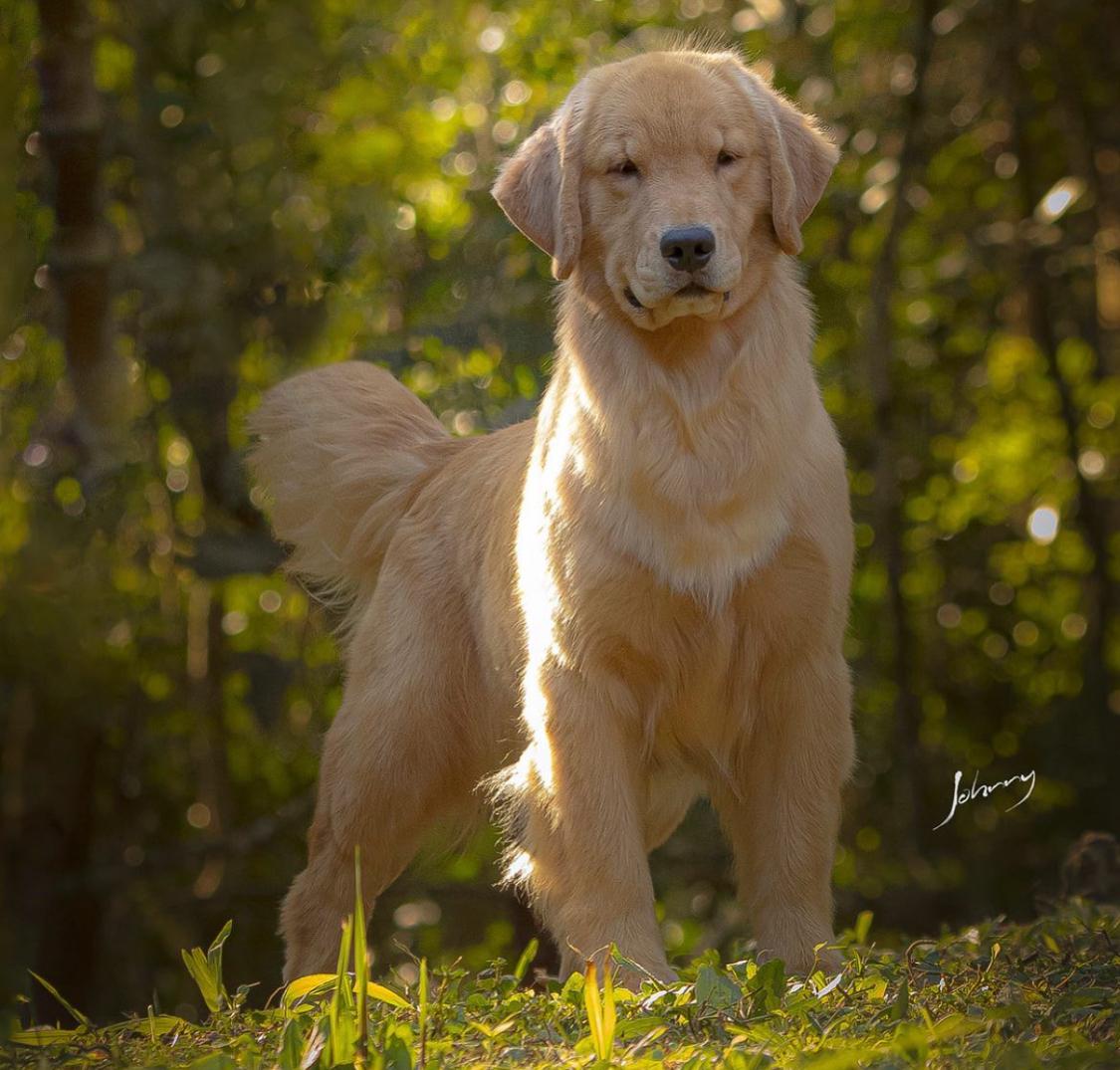 Exemplar Winkel's Golden